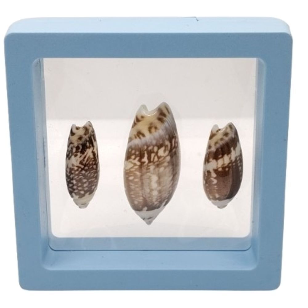 Decorative Shell Display in Blue Frame